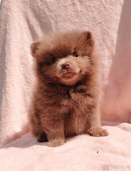 Pomeranian s PP fenočka - 3