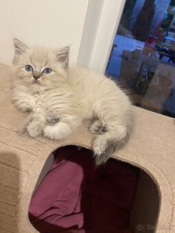 Ragdoll bez pp - 3