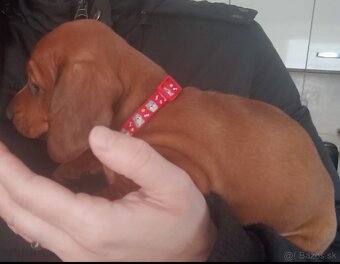 Šteniatka krátkosrtý jazvečík "štandard" - 3