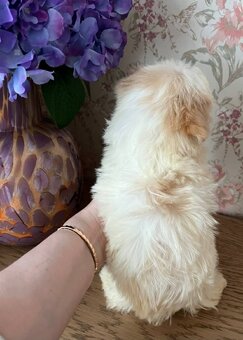 Maltipoo mini - 3