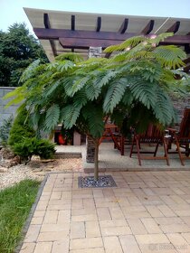 Perzský hodvábný strom- Albizia julibrissin - 3