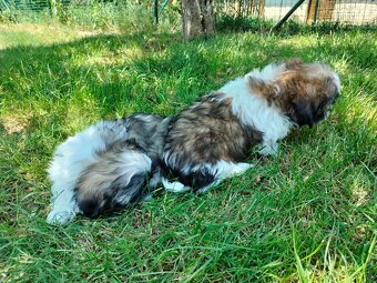 shi tzu, si-tzu, shitzu, si-cu - 3