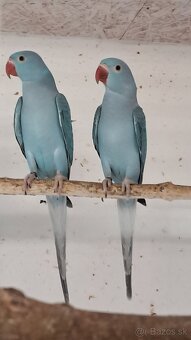 Alexander Malý s DNA - 3