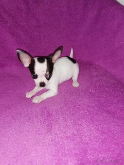 Čivava krátkosrstá - 3