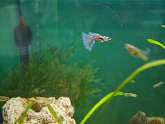 Akvarijne rybicky výhodné,s chovnicky🐟🦐 - 3
