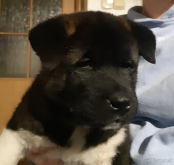Štěňátka americká akita - 3