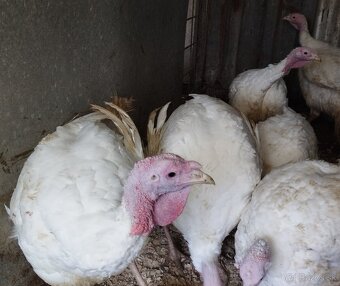 Brojlerové morky - 3