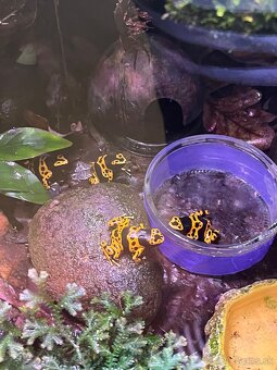 Dendrobates leucomelas - 3