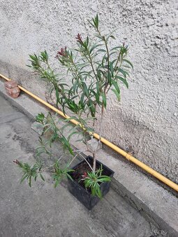 Oleander - 3