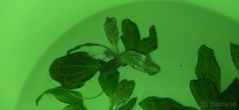 Echinodorus 'Ozelot' Green - 3