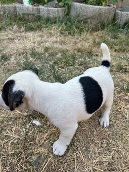 Jack Russell Terier Tricolor - 3