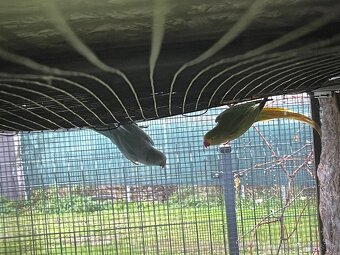 Alexander hch / opalin - 3