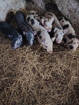 Vietnamské prasiatka  prasatá - 3