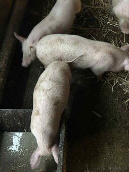 Predám odstavčatá - 3