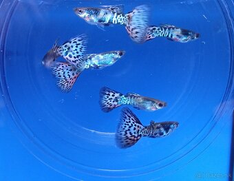 Gupky- Galaxy grass - 3