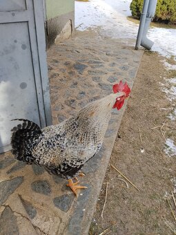 Kohúty na predaj - 3