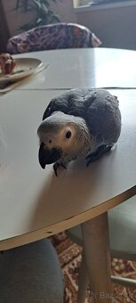 Papagaj žako kongo - 3