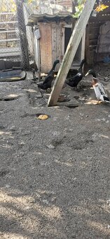 Indické bežky-kačice - 3