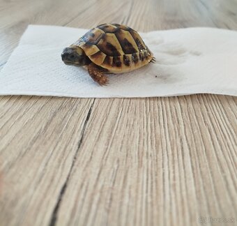 Testudo hermanni 2025 - 3