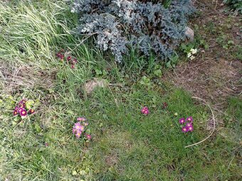 Tulipany, narcisi, kosatec ine kvety za cokoladu - 3
