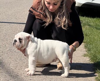 Anglicky Bulldog,English Bulldog,buldog, buldok - 3