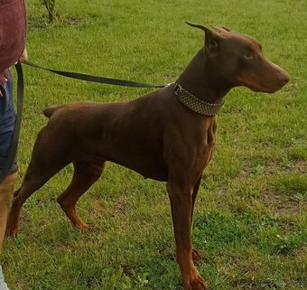 Doberman - 3