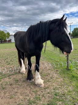 SHIRE HORSE žrebec - 3