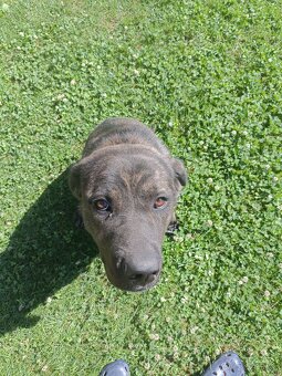 Fenka cane corso x stredoázijský ovčiak - 3
