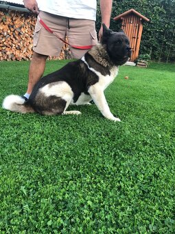 Americká akita s pp fena sučka - 3