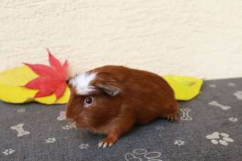 Morča, morčiatka - crested s rodokmeňom z CHS - 3