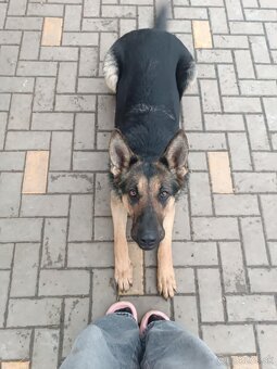 Nemecký ovčiak fenka - 3