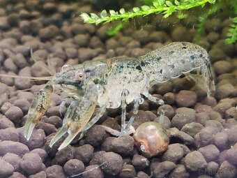 Cambarellus Diminutus - Mini ráčiky - 3