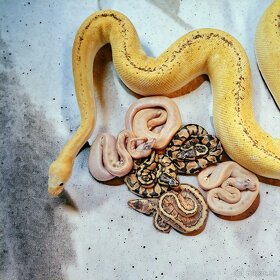 PYTHON REGIUS 8/23 - 3