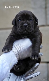 Bandog , Mastiff , Mollos - 3