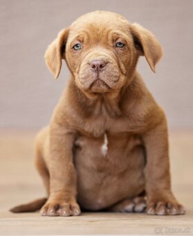 Bandog , Mastiff , Mollos - 3