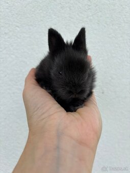 🐰 Ponúkame na rezerváciu zakrslích zajačikov - 3