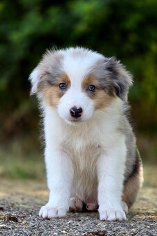 Austrálsky ovčiak × Border collie, borderka, border kólia - 3