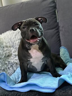 American Bully Pocket - 3