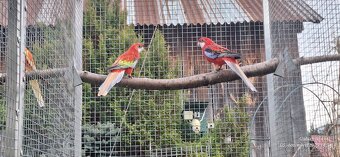 Rozela goldmantel opalin. - 3