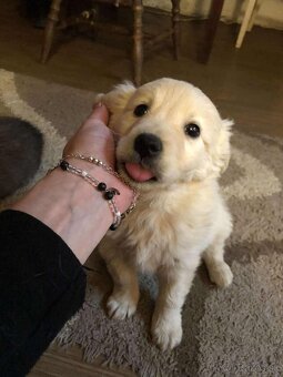 Darujem šteniatka - 3