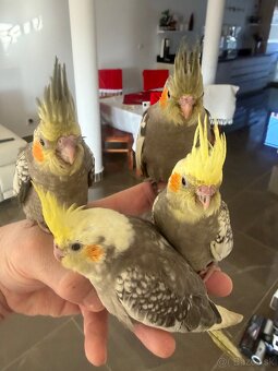 Korely ručne dokrmena Krotká - 3