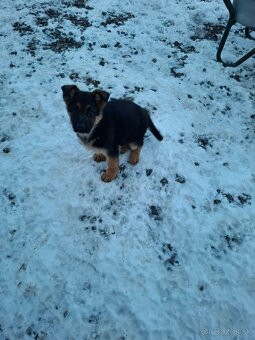 Nemecký ovčiak - 3