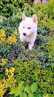 Sibirsky husky - 3