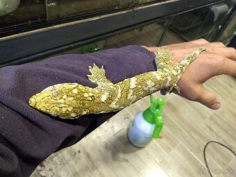 Rhacodactylus leachianus koghis - 3