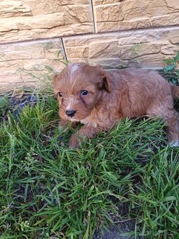 Cavapo,cavapoo,kavapo - 3