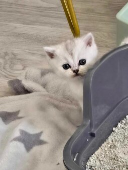 Britské mačiatka chinchilla - 3