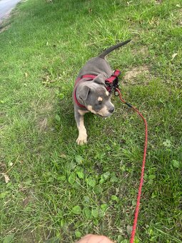American bully - 3