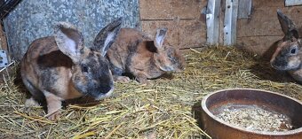 Dalmatinsky rex žlto hnedý - 3