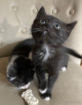 Polobritské mačiatka - 3