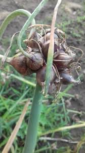 Kracajuca cibula - 3